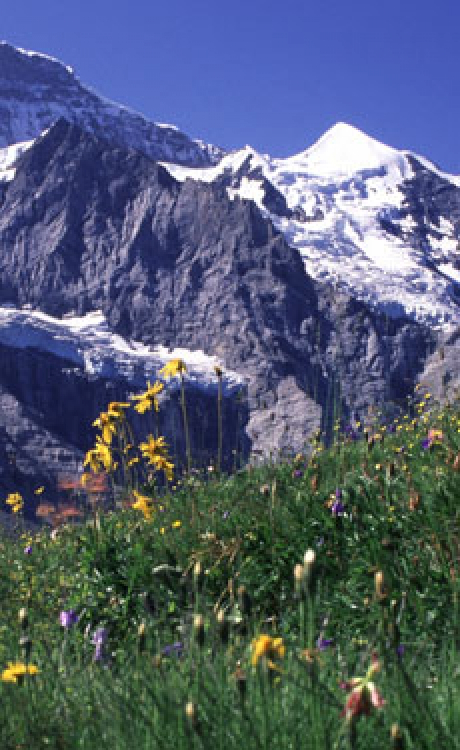 Pending LafargeHolcim and Sika deals forge ahead despite SNB’s abandonment of Swiss Franc cap