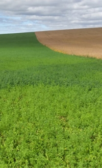 Gypsoil to stop production at fertiliser plant