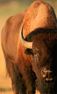 Saint-Gobain acquires Continental Building Products